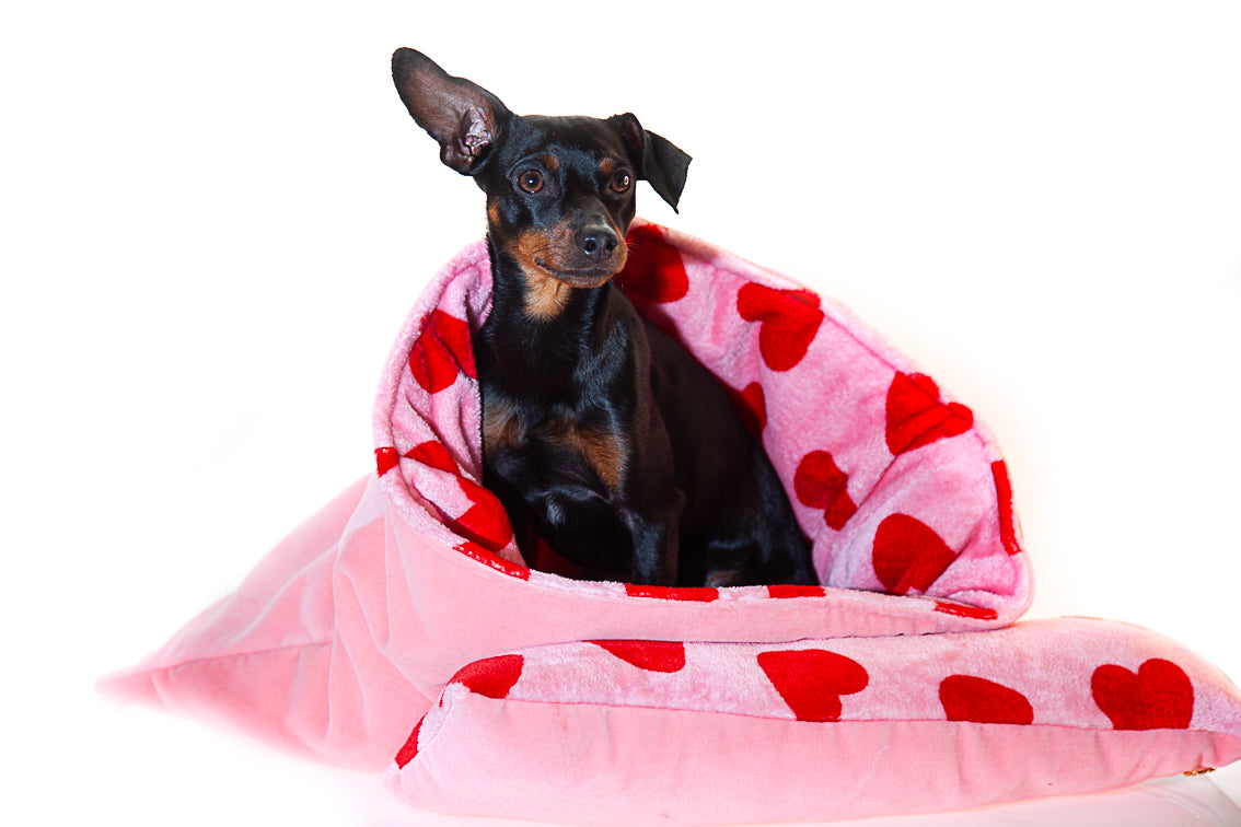 Be my Valentine's Dog!