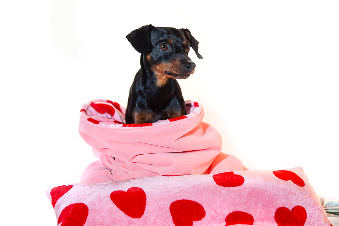 Be my Valentine's Dog!